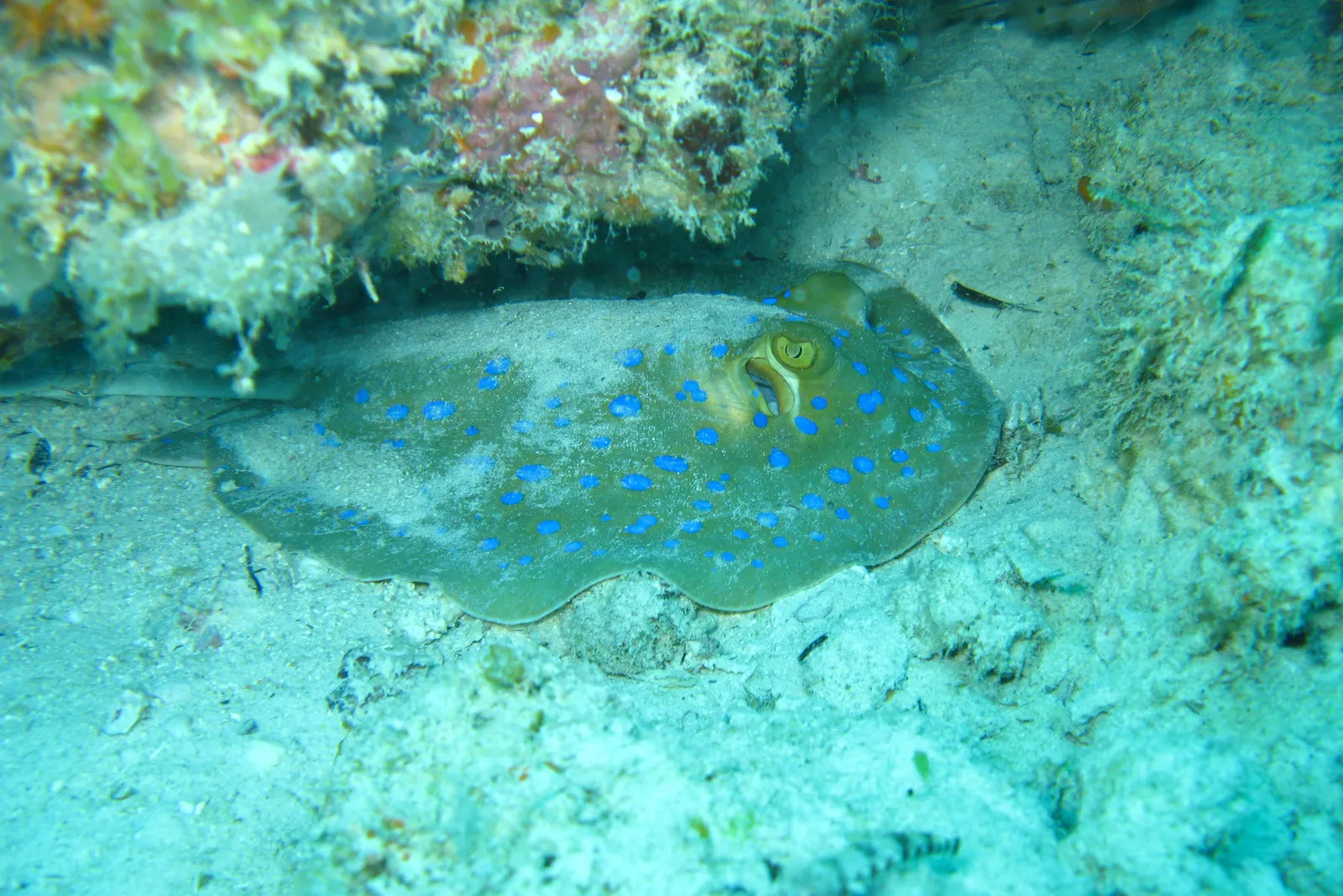 Blaupunktrochen liegt am sandigen Grund unter einem Korallenblock am Mnemba-Atoll
