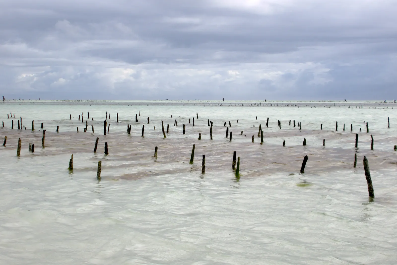 Algenfarm bei Jambiani bei Ebbe: Reihen von Holzpflöcken im seichten Wasser der Lagune