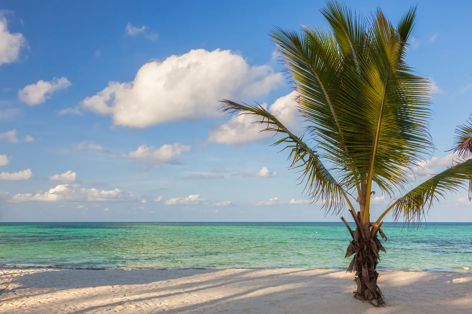 Junge Kokospalme am Strand von Pongwe, dahinter türkisfarbenes Meer und Wolken im Abendlicht