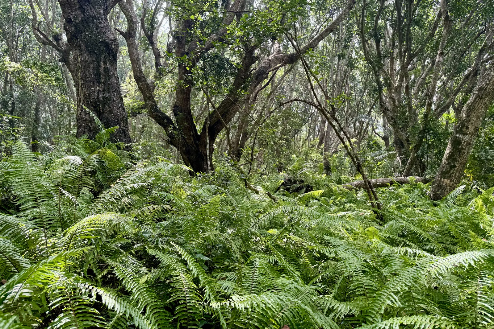 Grundwasserwald im Jozani-Chwaka-Bay-Nationalpark mit hohen Bäumen und dichtem Farn am Boden