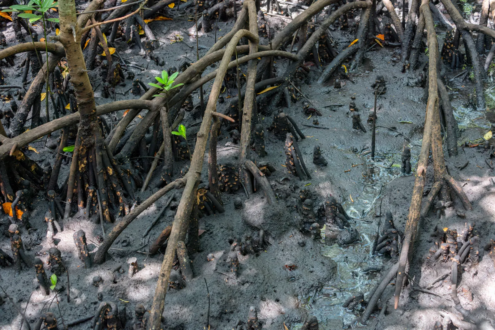 Stelzwurzeln von Mangroven im schlammigen Boden im Jozani-Chwaka-Bay-Nationalpark